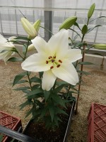 [5689 ST Roberto No01.JPG]